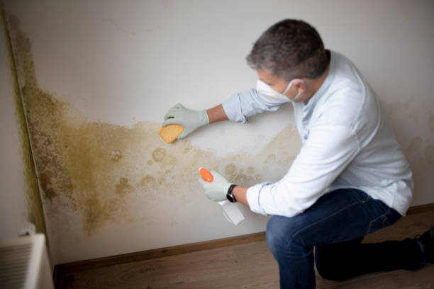 Best Post-Construction Mold Inspection  in Sylvan Lake, MI